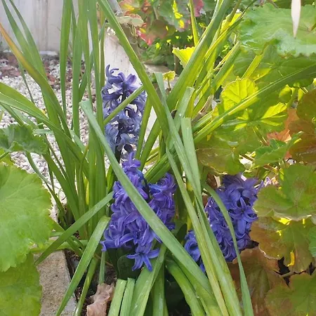 Ktima Charitini 1 Semesterbostad Paphos