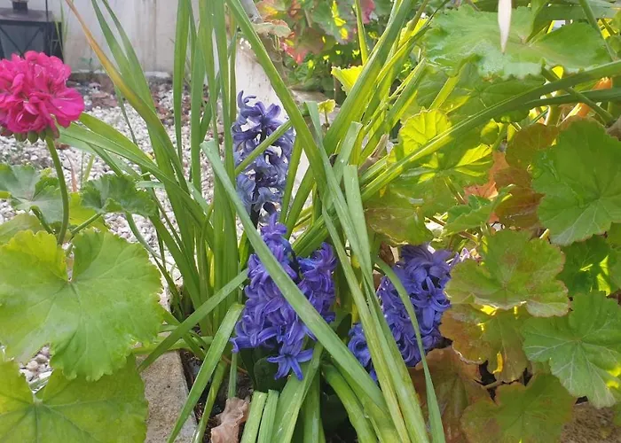 Ktima Charitini 1 Dom wakacyjny Pafos